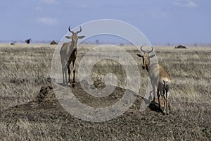 Tanzania, Serengeti, two Coke\'s hartebeest or Kongoni