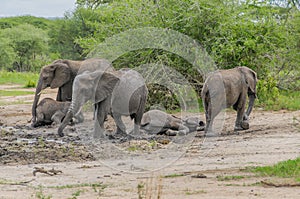 Tanzania - Tarangire National Park