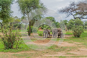 Tanzania - Tarangire National Park