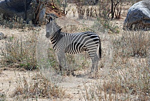 Tanzania wildlife - Plain Zebra in dry savannah woodland