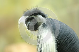 Tanzanian black-and-white colobus