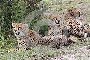 Trio of Cheetah`s in the Sarengeti
