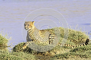 Tanzanian cheetah in the Serengeti