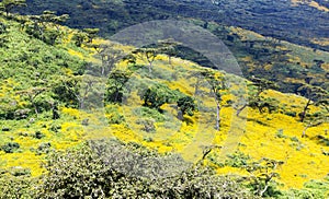 Tanzanian flowering valley Ngorongoro Crater Conservation Area