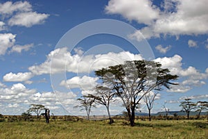 Tanzanian landscape