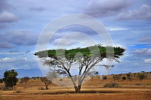 Tanzanian landscape