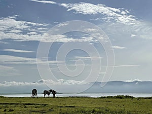 Tanzanian landscape with Grant`s Zebra in the Ngorongoro Crater Conservation Area, Tanzania, East Africa. Beauty in wild nature