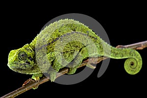 Tanzanian Montane Dwarf Chameleon (Trioceros sternfeldi) female