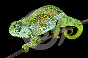 Tanzanian Montane Dwarf Chameleon (Trioceros sternfeldi) male photo