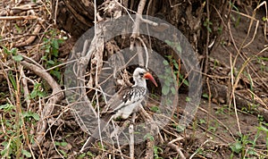 Tanzanian Red-billed hornbill