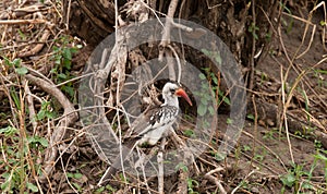 Tanzanian Red-billed hornbill photo