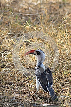 The Tanzanian Red-billed Hornbill - Tokus ruahae