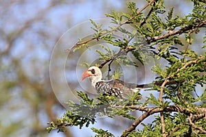 The Tanzanian Red-billed Hornbill - Tokus ruahae