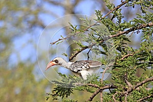 The Tanzanian Red-billed Hornbill - Tokus ruahae