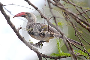 Tanzanian Red-billed Hornbill on a tree