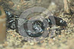 Tanzanian Red Clawed Scorpion