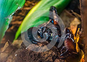 Tanzanian red clawed scorpion in closeup, beautiful tropical arthropod specie from africa photo