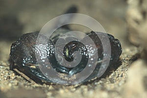 Tanzanian red clawed scorpion photo