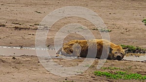 Tanzanian Spotted Hyena in Ngorongoro