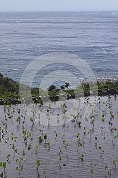 Irrigated taro Colocasia esculenta fields in Lanyu - Orchid island, Taiwan