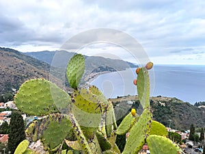 Taormina, Sicily, Italy. Prickly pears plant