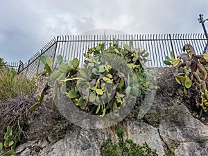 Taormina, Sicily, Italy. Prickly pears plant on a stone wall