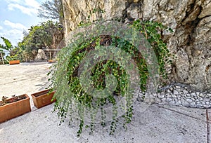 Taormina, Sicily, Italy. Wild capers plant