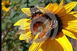 Taos butterfly sunflower magic