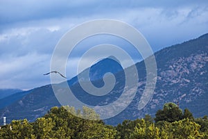 Taos, New Mexico - Bird, Crow flying