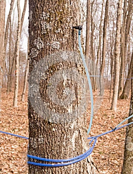 tap and plastic tube to collect sap from maple tree