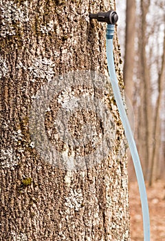 Tap and plastic tube to collect sap from maple tree