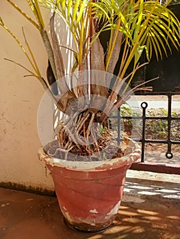 Tap root system in Areca palm tree