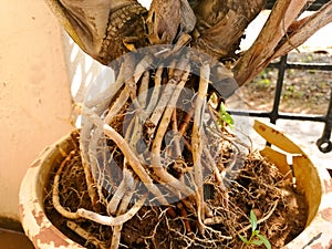 Tap root system in Areca palm tree