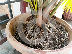Tap root system in Areca palm tree