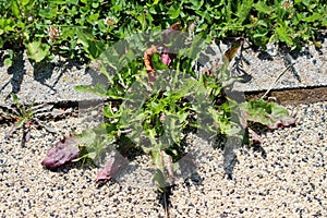 Tap-rooted Dandelion or Taraxacum perennial plant with green bracts growing between concrete curb and gravel at family house