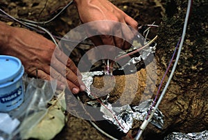 Tapajos National Park