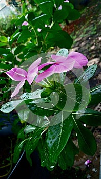 Tapak dara (Catharanthus roseus)