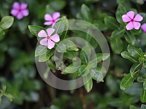 Tapak dara Catharanthus roseus Don