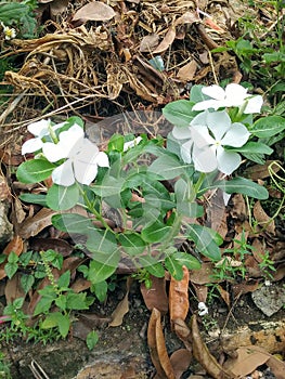 The tapak dara flower has white flower leaves which always have 5 leaves.