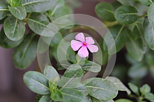 Tapak dara (madagascar periwinkle)