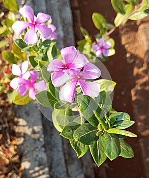Tapak dara is name of species flower in Indonesia