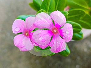 tapak dara pink flower that blooms in the afternoon