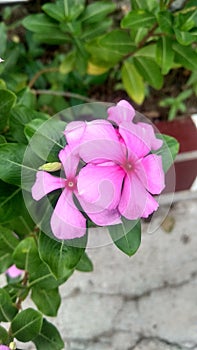 Tapak dara, pink flower, flower, garden, blooming flower, nature