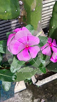 Tapak Dara, purple flower, nature, garden