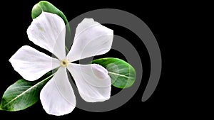 Tapak dara or vinca flower on a black background