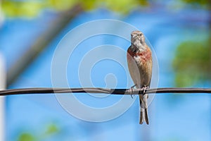 Tapdog, creeper, bird of the passerine family sitting on the wire and looking close up
