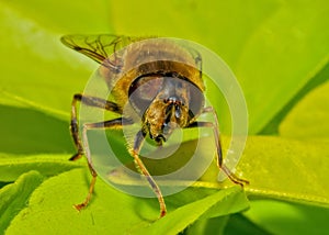 Tapered Drone Fly - Eristalis pertinax, Worcestershire, England.