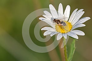 Sobre el flor 