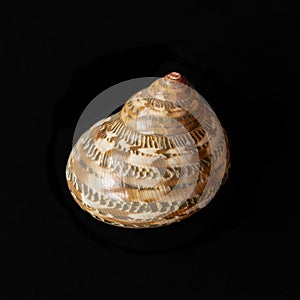 Tapestry Turban Seashell. Turbo Petholatus L