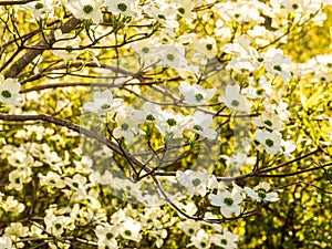 Tapestry of White Dogwood Blossoms